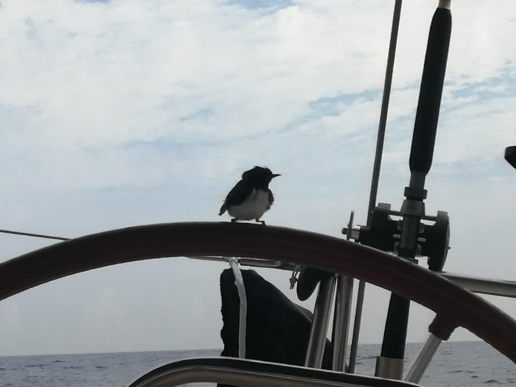 Día 14: Mar de los Sargazos.